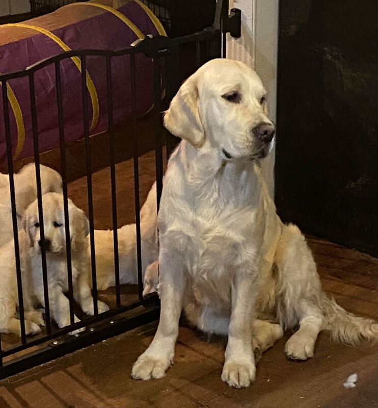 Golden Retriever With Puppies